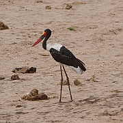 Saddle-billed stork (ephippiohynchus senegalsensis),  Tarangire N.P
